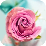 rose wallpapers android application logo